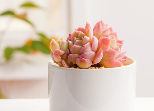 画一张简单又好看的房间图