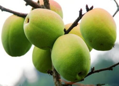 ysl包包价格一般多少钱