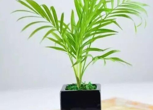 我只欠娘家不欠婆家经典语录