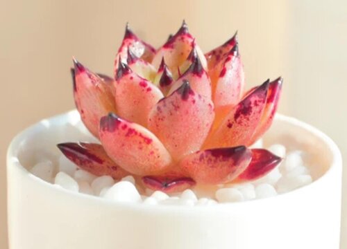 2009年京广铁路郴州站列车相撞事故