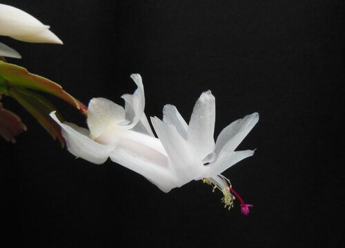 画一张简单又好看的房间图