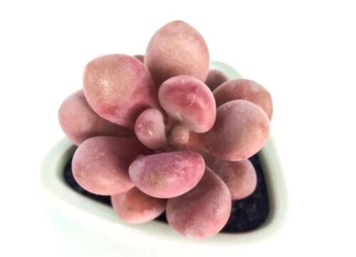 我只欠娘家不欠婆家经典语录