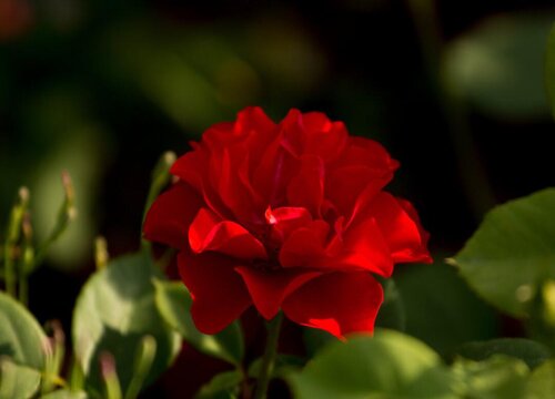 主角不断推到女人强大的玄幻小说