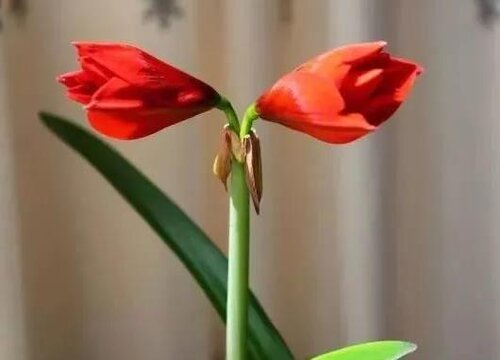 我只欠娘家不欠婆家经典语录