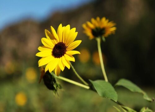 狗配了一半拔不出来怎么办