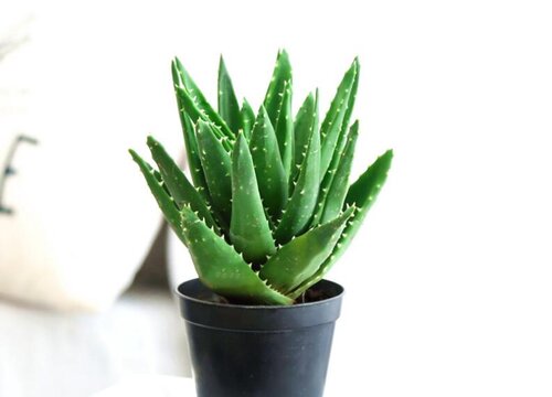 室内装修装修合同模版