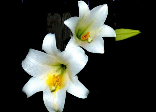 qwq是什么意思网络用语