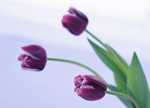 一个手机一个ip地址吗