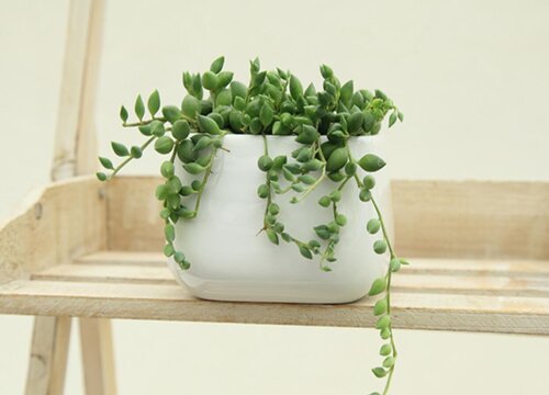 我只欠娘家不欠婆家经典语录