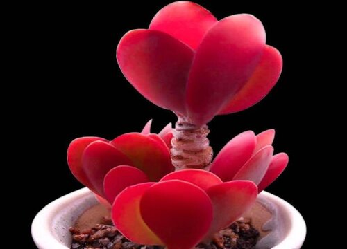 画一张简单又好看的房间图