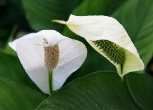 女人长期喝柠檬蜂蜜水有什么坏处