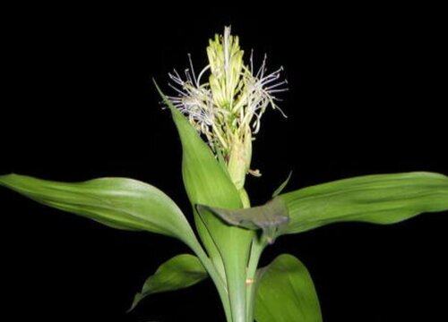 家教老师趁家长不在家和学生